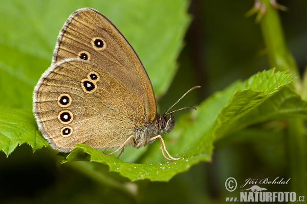 Očkáň obyčajný (Aphantopus hyperantus)