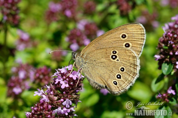 Očkáň obyčajný (Aphantopus hyperantus)