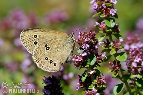 Očkáň obyčajný (Aphantopus hyperantus)