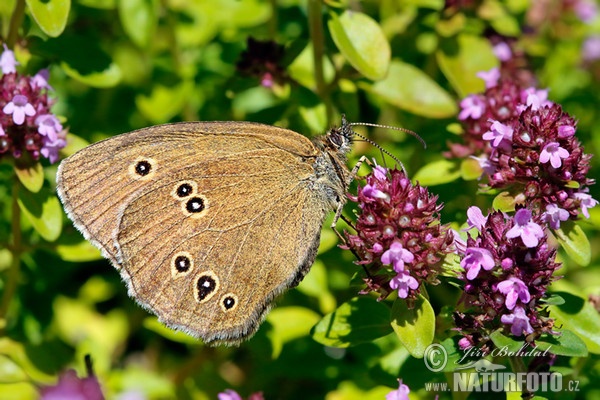 Očkáň obyčajný (Aphantopus hyperantus)