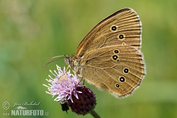 Očkáň obyčajný (Aphantopus hyperantus)