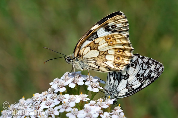 Očkáň timotejkový (Melanargia galathea)