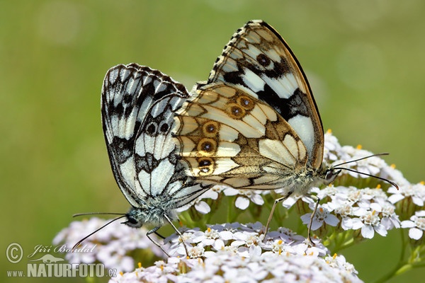 Očkáň timotejkový (Melanargia galathea)