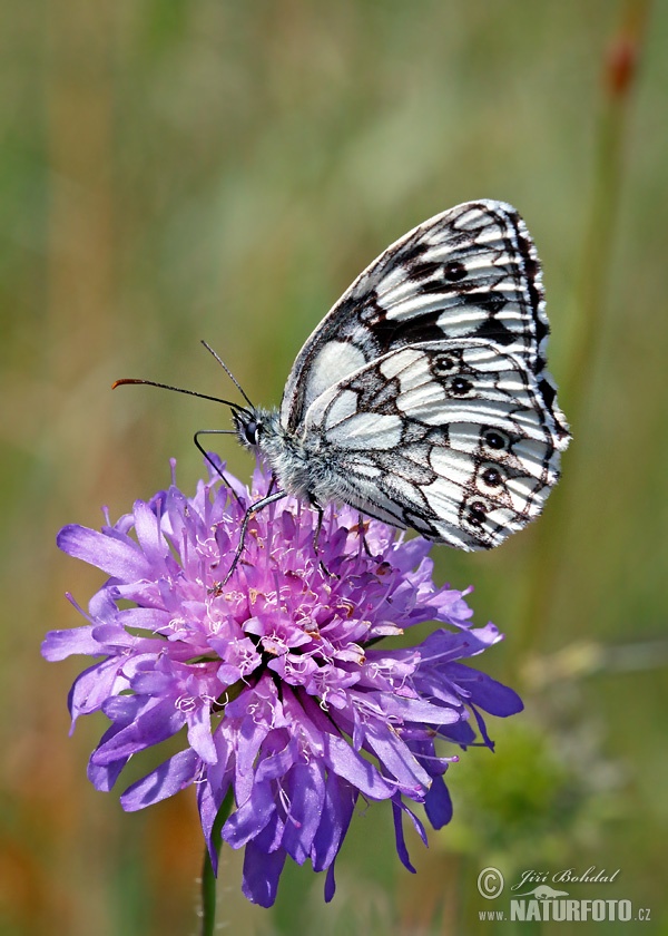 Očkáň timotejkový (Melanargia galathea)