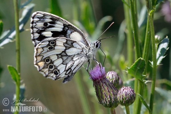 Očkáň timotejkový (Melanargia galathea)