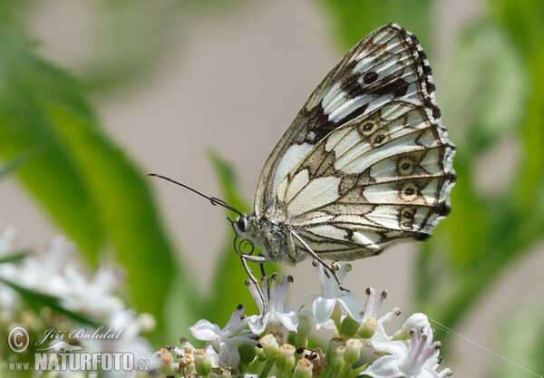 Očkáň timotejkový (Melanargia galathea)