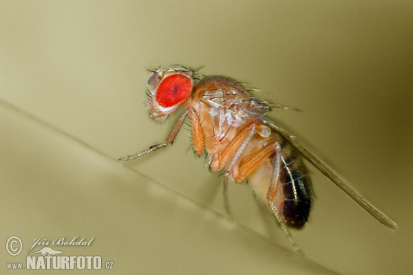 Octomilka obecná (Drosophila melanogaster)