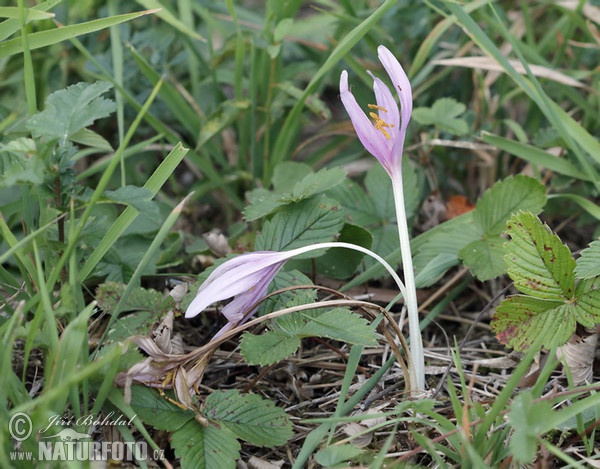 Ocún jesenní (Colchicum autumnale)