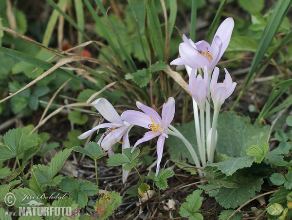 Ocún jesenní (Colchicum autumnale)