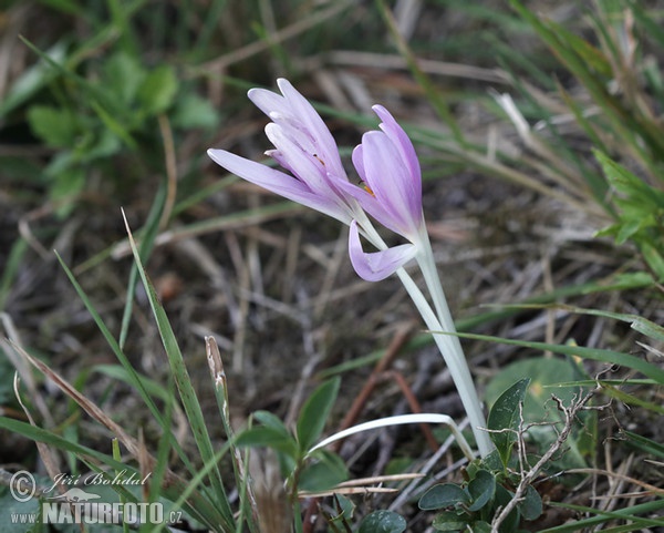 Ocún jesenní (Colchicum autumnale)