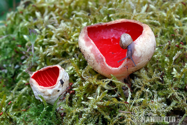 Ohnivec rakouský (Sarcoscypha austriaca)