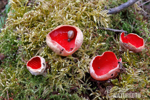 Ohnivec rakouský (Sarcoscypha austriaca)