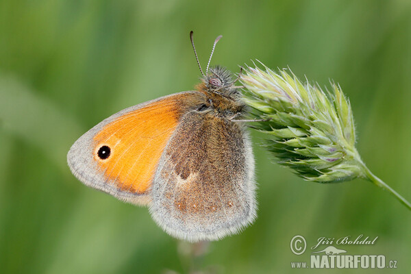 Okáč poháňkový (Coenonympha pamphilus)