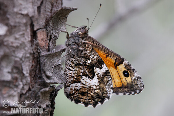 Okáč sp. (Hipparchia)