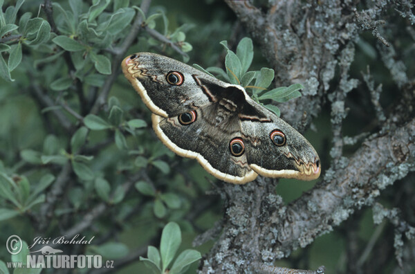 Okáň hruškový (Saturnia pyri)