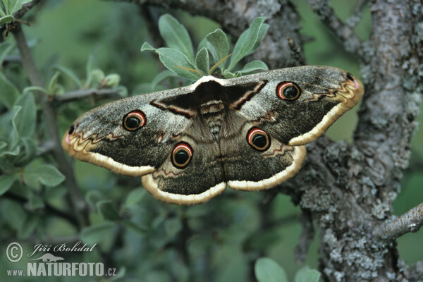 Okáň hruškový (Saturnia pyri)