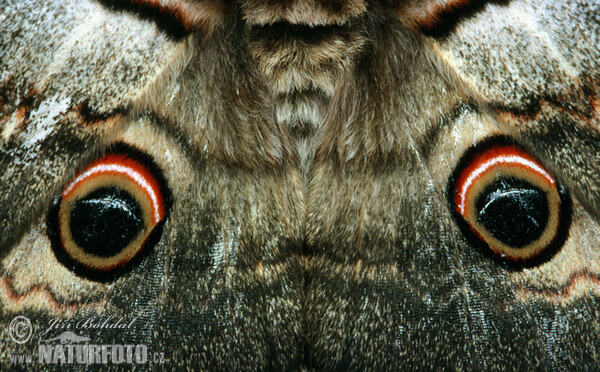 Okáň hruškový (Saturnia pyri)