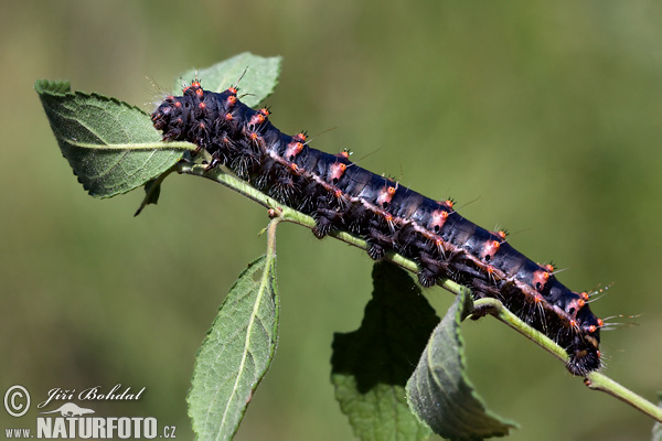 Okáň trnkový (Saturnia spini)