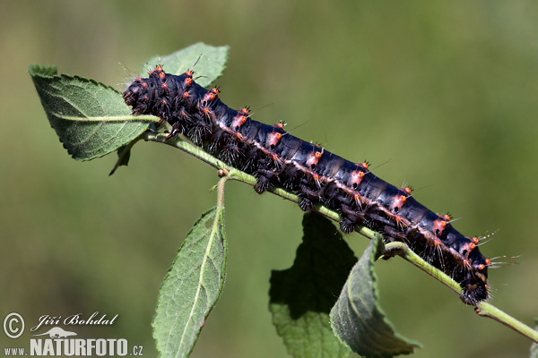 Okáň trnkový (Saturnia spini)