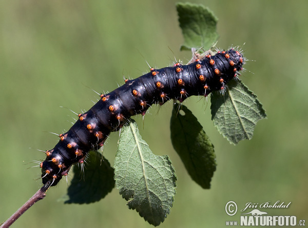 Okáň trnkový (Saturnia spini)