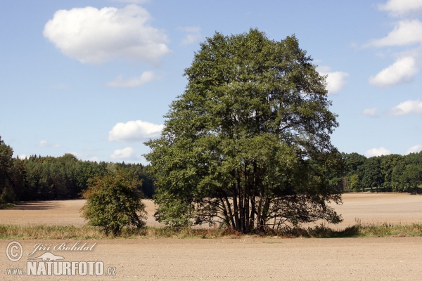 Olše lepkavá (Alnus glutinosa)