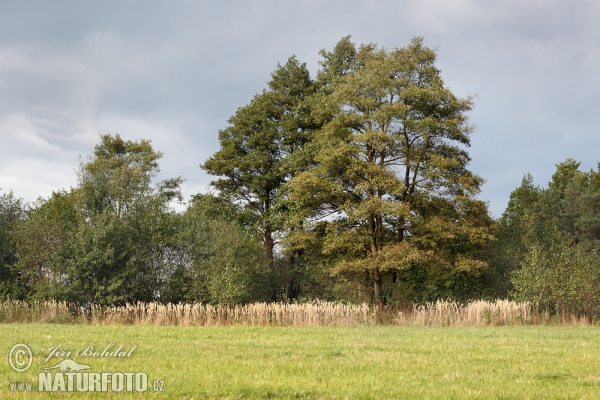 Olše lepkavá (Alnus glutinosa)