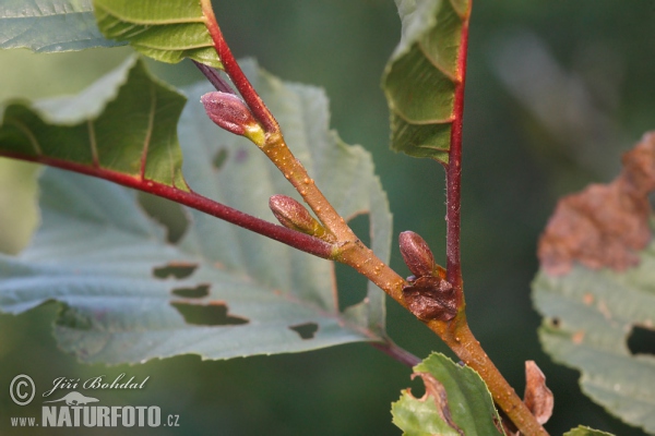 Olše lepkavá (Alnus glutinosa)