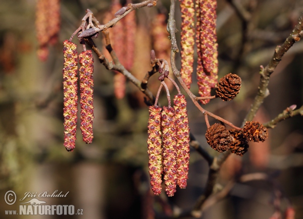 Olše lepkavá (Alnus glutinosa)