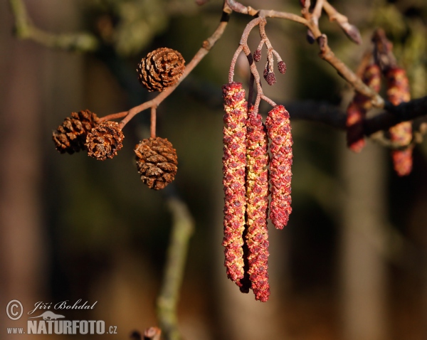 Olše lepkavá (Alnus glutinosa)