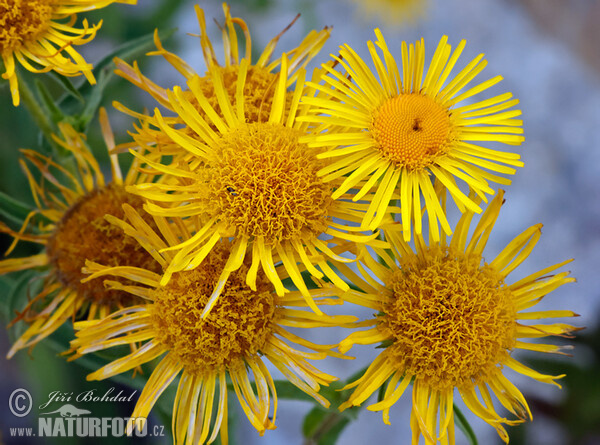 Oman britský (Inula britannica)