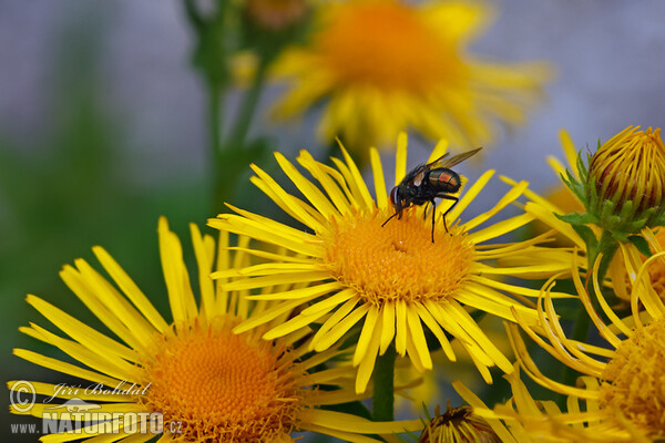 Oman britský (Inula britannica)