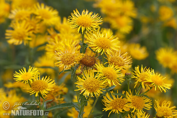 Oman britský (Inula britannica)