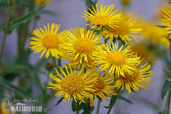 Oman britský (Inula britannica)