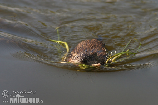 Ondatra pižmová (Ondatra zibethicus)