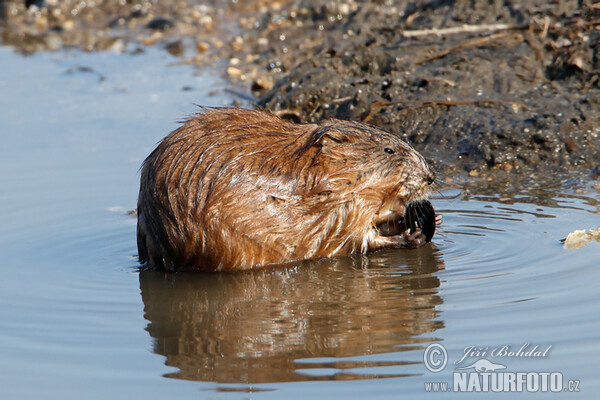 Ondatra pižmová (Ondatra zibethicus)