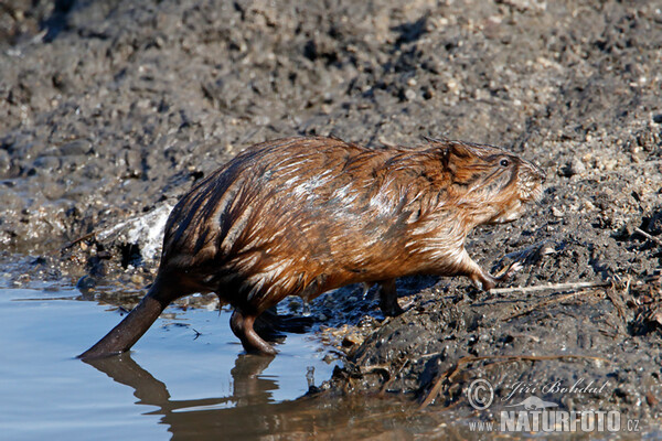 Ondatra pižmová (Ondatra zibethicus)