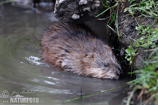 Ondatra pižmová (Ondatra zibethicus)