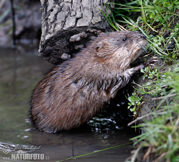 Ondatra pižmová (Ondatra zibethicus)