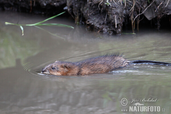 Ondatra pižmová (Ondatra zibethicus)