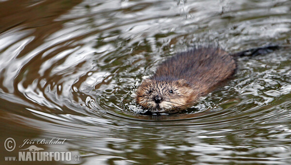 Ondatra pižmová (Ondatra zibethicus)