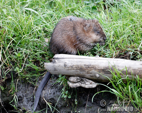 Ondatra pižmová (Ondatra zibethicus)