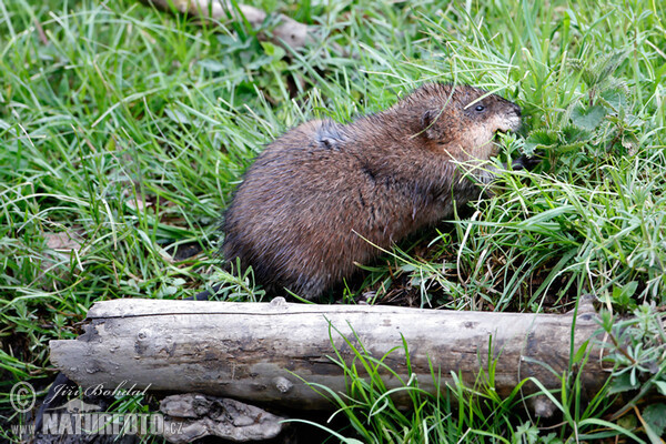 Ondatra pižmová (Ondatra zibethicus)