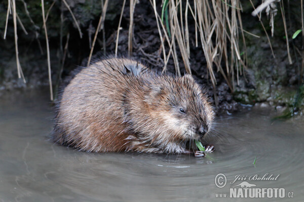 Ondatra pižmová (Ondatra zibethicus)