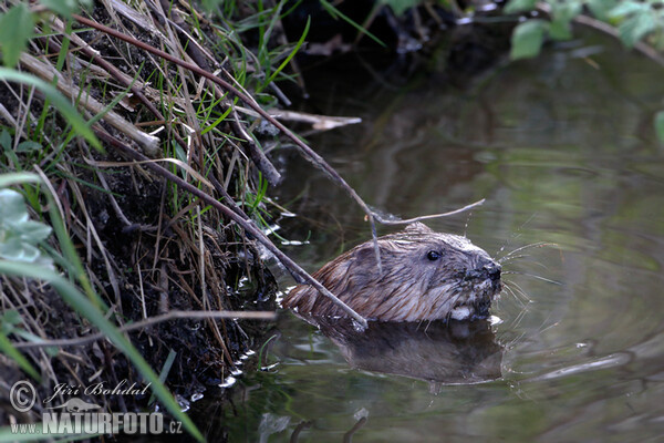 Ondatra pižmová (Ondatra zibethicus)