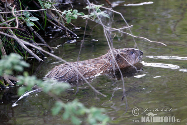 Ondatra pižmová (Ondatra zibethicus)