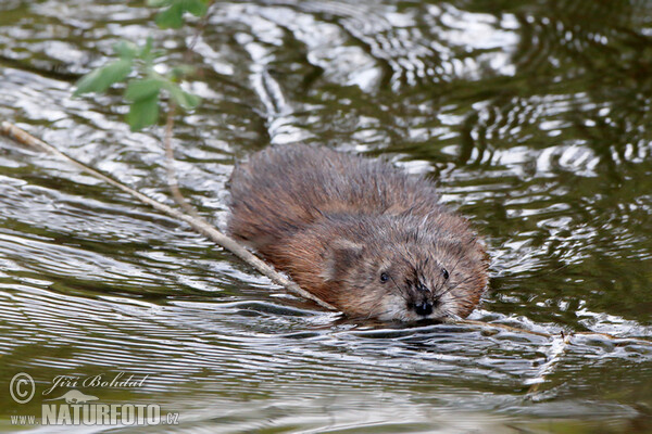 Ondatra pižmová (Ondatra zibethicus)