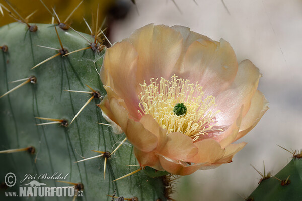 Opuncie (Opuntia sp.)