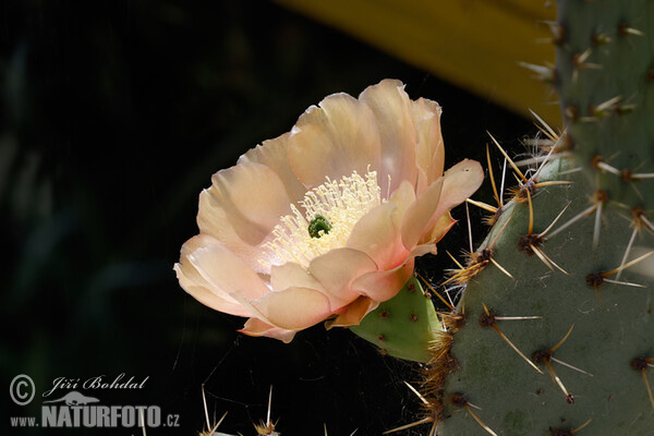 Opuncie - květ (Opuntia sp.)