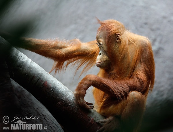 Orangutan sumaterský (Pongo abelii)