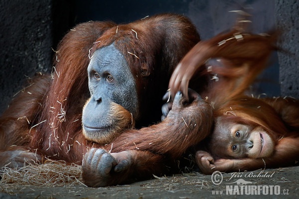 Orangutan sumaterský (Pongo abelii)